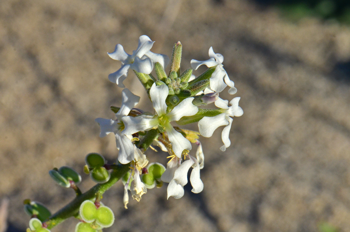 Spectaclepod has somewhat showy white flowers against rather drab light colored greenish-white leaves and stems. Plants bloom from February to October. Dimorphocarpa wislizeni
